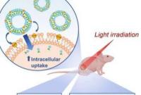 流化细胞膜：脂质纳米颗粒的有效内化用于光动力癌症治疗