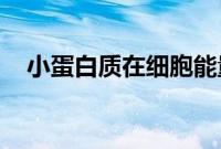 小蛋白质在细胞能量平衡中发挥重要作用