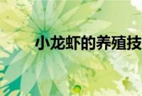 小龙虾的养殖技术（怎么饲养龙虾）