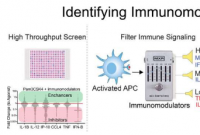 研究发现免疫调节剂可增强疫苗反应并减少炎症