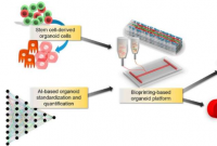 生物打印技术结合人工智能可获得高质量的体外模型