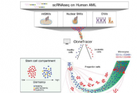 新工具绘制急性髓性白血病的分化图谱