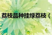 荔枝品种挂绿荔枝（挂绿荔枝为什么不多种）