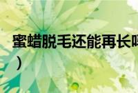 蜜蜡脱毛还能再长吗（蜜蜡脱毛还能长出来吗）