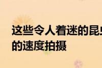 这些令人着迷的昆虫飞行序列以每秒6000帧的速度拍摄