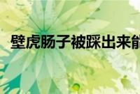 壁虎肠子被踩出来能活吗（b和c罩杯差别）