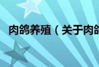 肉鸽养殖（关于肉鸽养殖的基本详情介绍）