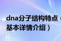 dna分子结构特点（关于dna分子结构特点的基本详情介绍）