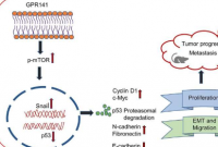 GPR141 通过致癌介质和 p-mTOR/p53 轴调节乳腺癌进展