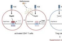 TAp63：类风湿性关节炎的新蛋白药物靶点