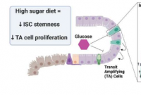 研究可以解释为什么高糖饮食会加重 IBD