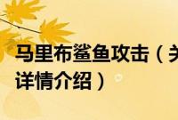 马里布鲨鱼攻击（关于马里布鲨鱼攻击的基本详情介绍）