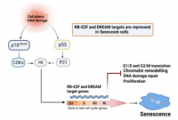 细胞衰老涉及通过 p53-p16/RB-E2F-DREAM 复合体的基因抑制