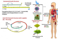 基于植物的口服胰岛素调节血糖水平类似于天然胰岛素