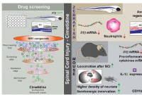 药物发现可以帮助脊髓损伤恢复