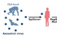 灵长类慢病跨物种传播的分子机制