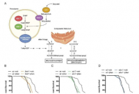 研究揭示糖尿病药物如何在实验室模型中延长寿命