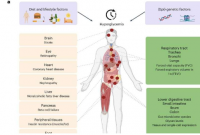 糖尿病患者血糖水平的遗传学研究揭示了肠道的作用及其对肺功能的影响