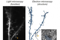新方法揭示了单个突触的结构和功能