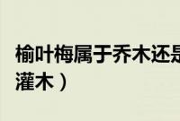 榆叶梅属于乔木还是灌木（榆叶梅是乔木还是灌木）