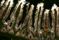 揭示肠上皮的新型免疫反应