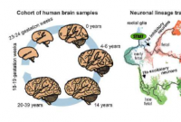 第一个人类大脑皮层从出生前到成年的细胞发育多组图谱