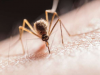 贴纸和腕带并不是预防蚊虫叮咬的可靠方法