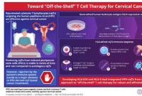 基因编辑淋巴细胞和现成宫颈癌疗法之路