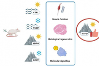 促进受伤后肌肉再生的新策略