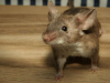 小鼠研究或能揭示部分女性流产的原因