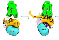 生物物理学家破译肾上腺素结合受体的功能