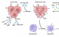 研究表明 INT-1B3 可抑制远处肿瘤转移并显著延长生存期