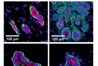 微型器官揭示了进化 哺乳  再生和乳腺癌的哪些信息