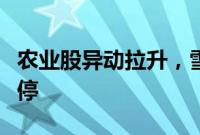 农业股异动拉升，雪榕生物、宏辉果蔬双双涨停