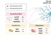新研究表明多巴胺类似物 CA140 可减轻阿尔茨海默病病理
