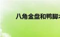 八角金盘和鸭脚木、孔雀木的区别