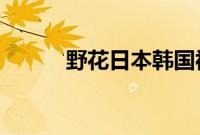 野花日本韩国视频免费高清观看