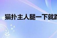 猫扑主人腿一下就跑什么意思（猫扑贴贴）