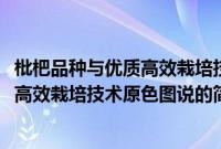 枇杷品种与优质高效栽培技术原色图说(关于枇杷品种与优质高效栽培技术原色图说的简介)