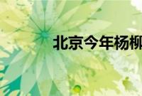 北京今年杨柳飞絮时间约50天