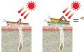 在烈日下产卵期间 雄蝗虫会充当雌蝗虫的遮阳伞