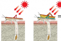 在烈日下产卵期间 雄蝗虫会充当雌蝗虫的遮阳伞