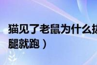 猫见了老鼠为什么拔腿（猫见了老鼠为什么拔腿就跑）