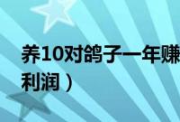 养10对鸽子一年赚多少（养10对鸽子一年的利润）