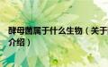 酵母菌属于什么生物（关于酵母菌属于什么生物的基本详情介绍）