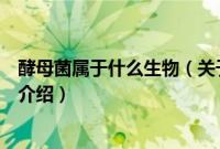 酵母菌属于什么生物（关于酵母菌属于什么生物的基本详情介绍）