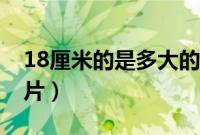 18厘米的是多大的照片（18厘米的大几把照片）