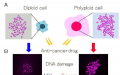 多倍体研究揭示了某些癌症为何对治疗药物产生耐药性