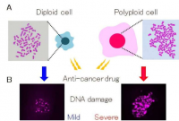 多倍体研究揭示了某些癌症为何对治疗药物产生耐药性