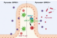 关键受体揭示肠道细胞如何检测有害入侵者